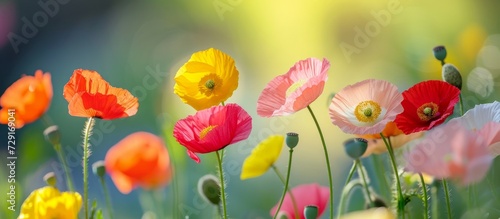 Wild poppies in various colors growing in a blurry background in spring. © 2rogan