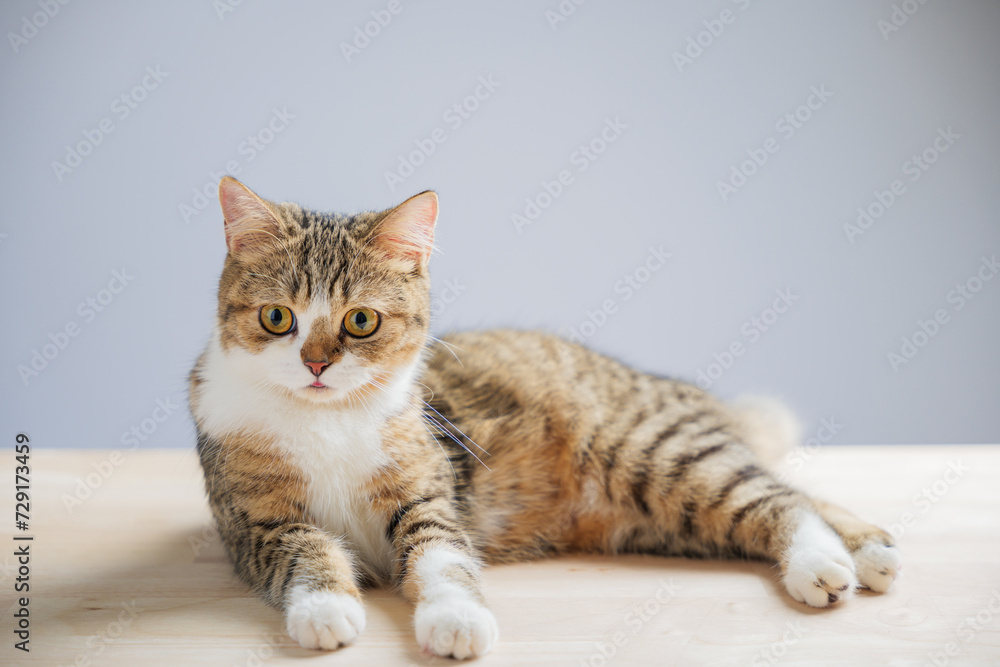 The isolated image captures a cheerful little grey Scottish Fold cat on a white background, standing with a straight tail, showcasing its playful and endearing nature.