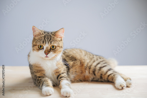 The isolated image captures a cheerful little grey Scottish Fold cat on a white background, standing with a straight tail, showcasing its playful and endearing nature.