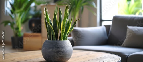 Sansevieria trifasciata Prain in gray ceramic pot displayed on wooden table in living room. photo