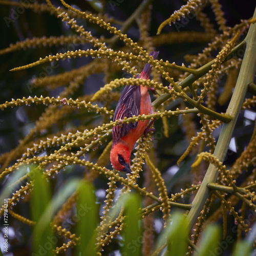 Reunion Island Bird Red Foodie Foudia madagascariensis on branches with palm flowers