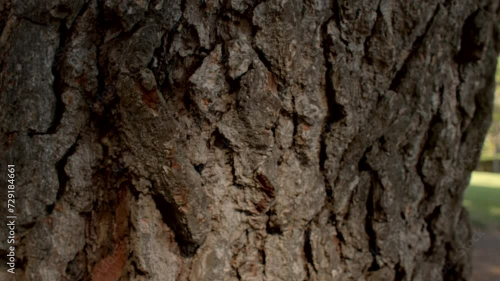 Close-up of the bark of old mature tree. Protective layer, shielding the tree from external elements and contributing to its overall well-being. Beauty found in the simplicity of nature background Close-up of the bark of old mature tree. Protective layer, shielding the tree from external elements and contributing to its overall well-being. Beauty found in the simplicity of nature background