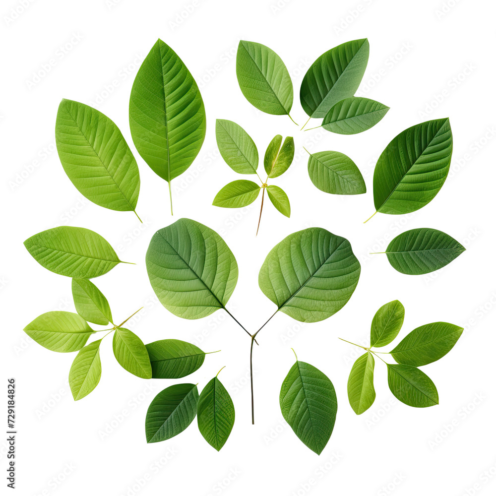 Cheery leaves on transparent background Cheery leaves on transparent background