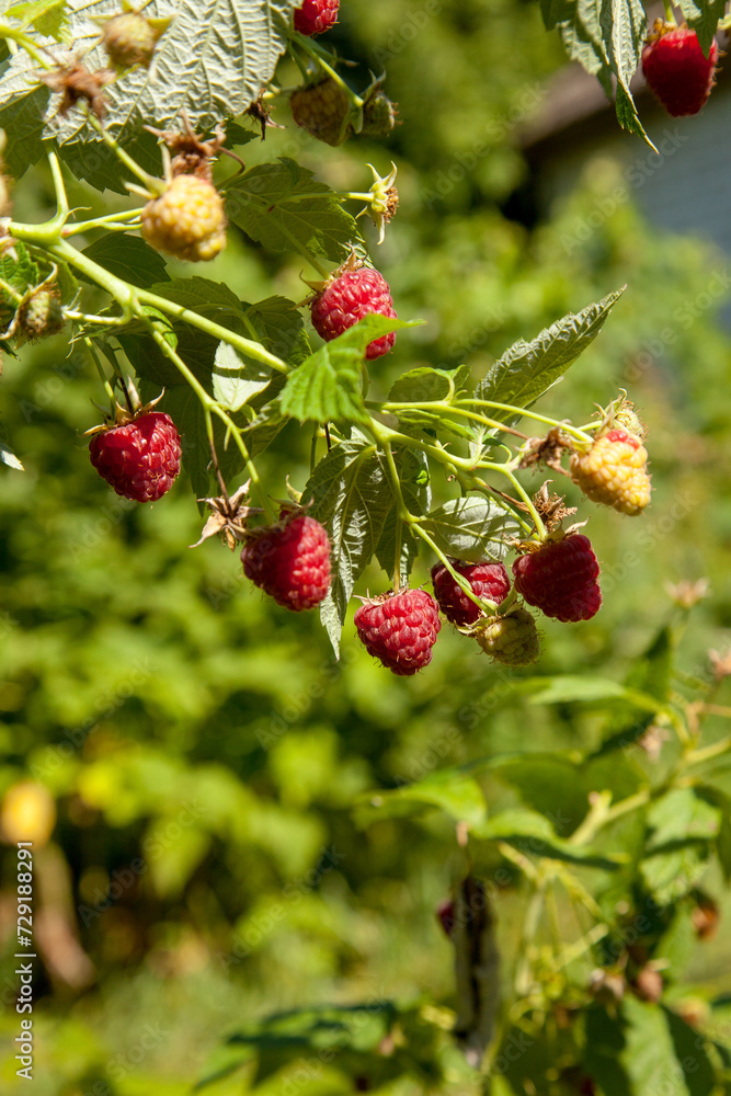 Ripe and unripe raspberry in the fruit garden. Growing natural bush of raspberry. Branch of raspberry in sunlight. Ripe and unripe raspberry in the fruit garden. Growing natural bush of raspberry. Branch of raspberry in sunlight.