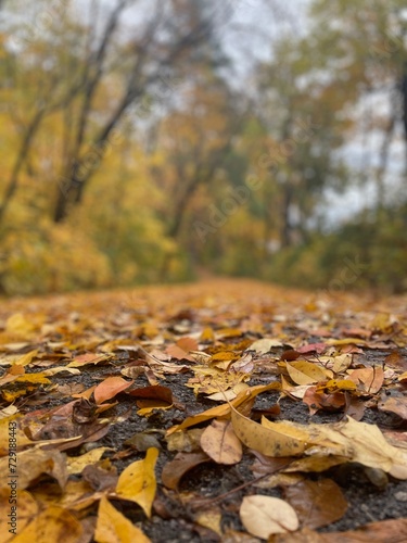 autumn leaves on the ground