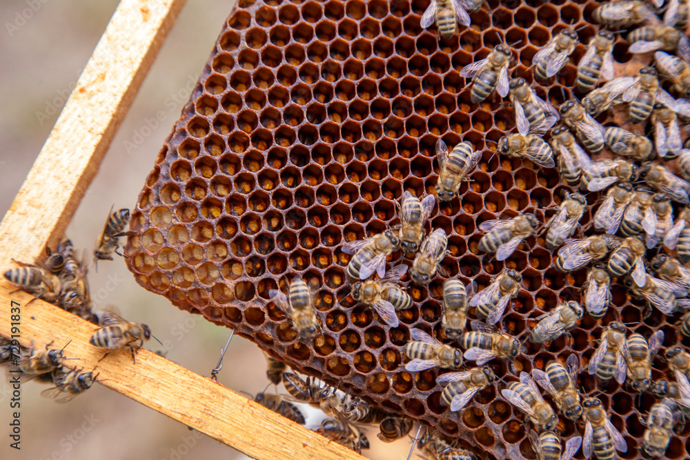 Close up view of working bees on honeycomb.. Close up view of working bees on honeycomb..