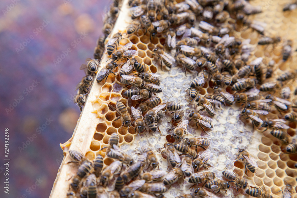 Close up view of working bees on honeycomb with sweet honey.. Close up view of working bees on honeycomb with sweet honey..
