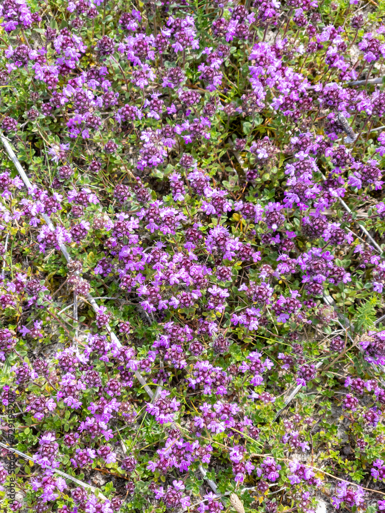 Pink Beauty flowering Heather, Erica , Calluna vulgaris Pink Beauty flowering Heather, Erica , Calluna vulgaris