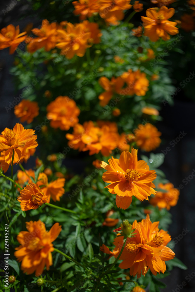 A cheerful display of sunny Sulfur cosmos, artfully arranged on a matching yellow background for a bright, monochromatic look. A cheerful display of sunny Sulfur cosmos, artfully arranged on a matching yellow background for a bright, monochromatic look.