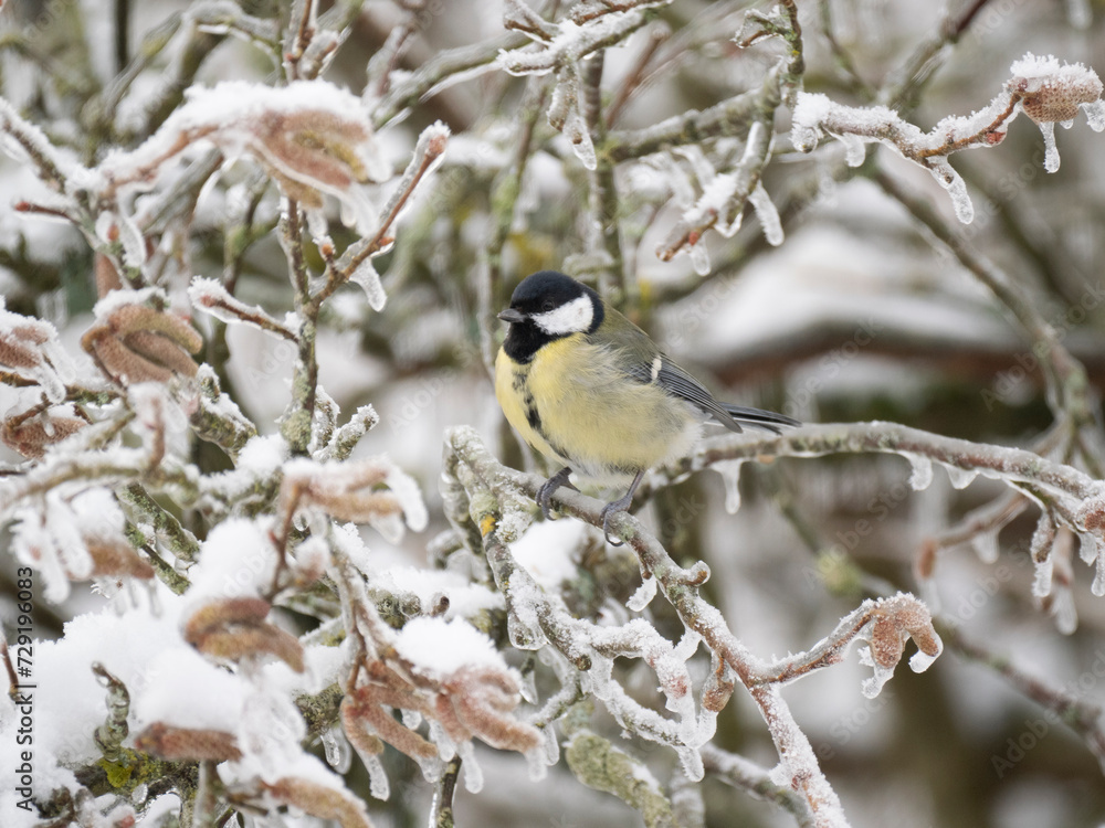 Fototapeta premium Kohlmeise (Parus major) 