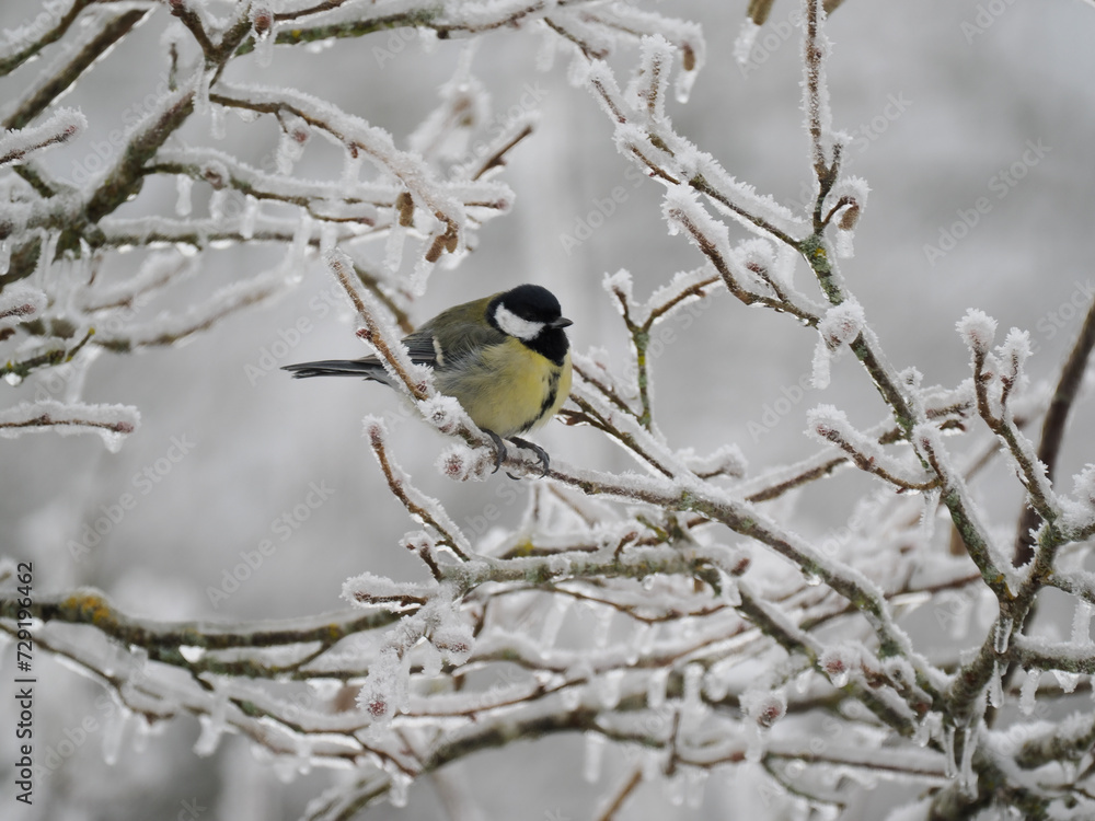 Kohlmeise (Parus major) Kohlmeise (Parus major)