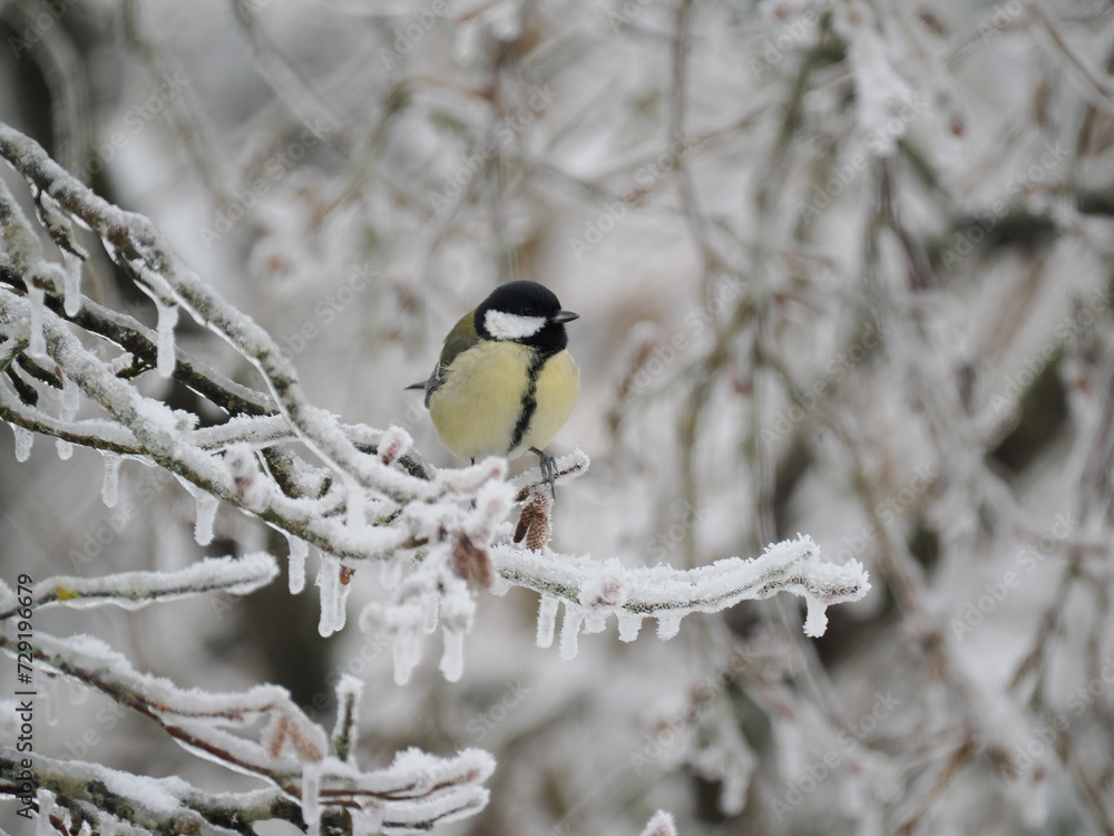 Naklejka premium Kohlmeise (Parus major) 