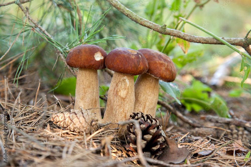 Fototapeta premium Triple porcini mushroom grows in pine tree forest at autumn season..
