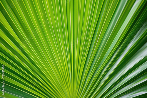 A close-up of a natural  vibrant green palm leaf texture
