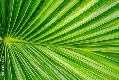 A close-up of a natural, vibrant green palm leaf texture © Venka