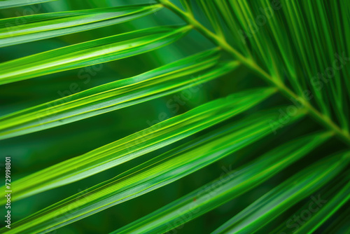 A close-up of a natural  vibrant green palm leaf texture