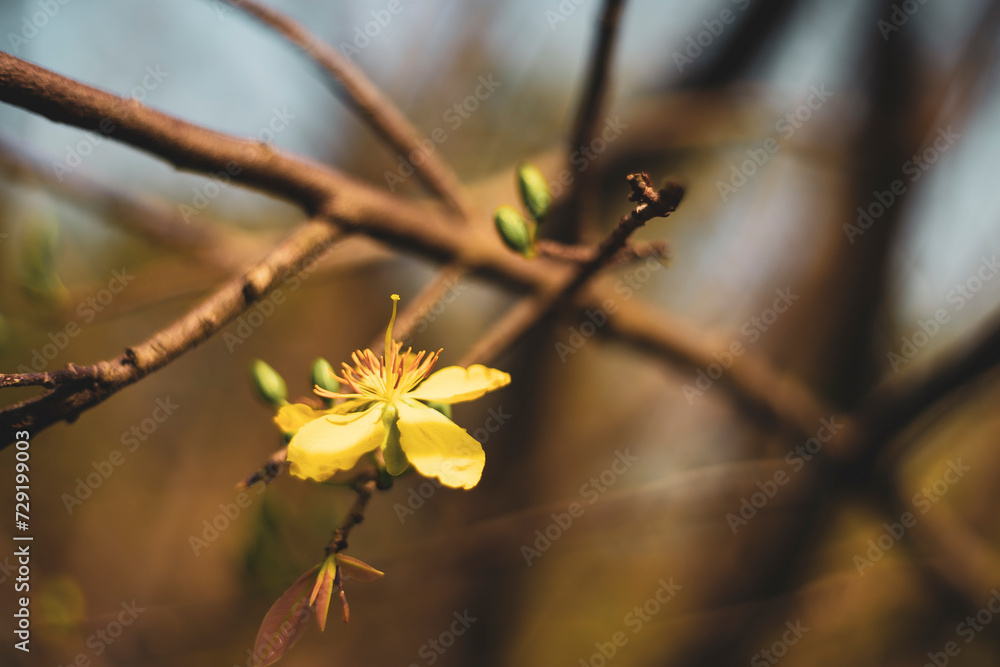 bright yellow ochna integerrima flower,yellow hoa mai or ochna integerrima get bloom in the morning,Single Ochna integerrima blossom bright yellow ochna integerrima flower,yellow hoa mai or ochna integerrima get bloom in the morning,Single Ochna integerrima blossom