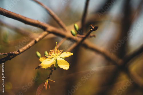 bright yellow ochna integerrima flower,yellow hoa mai or ochna integerrima get bloom in the morning,Single Ochna integerrima blossom