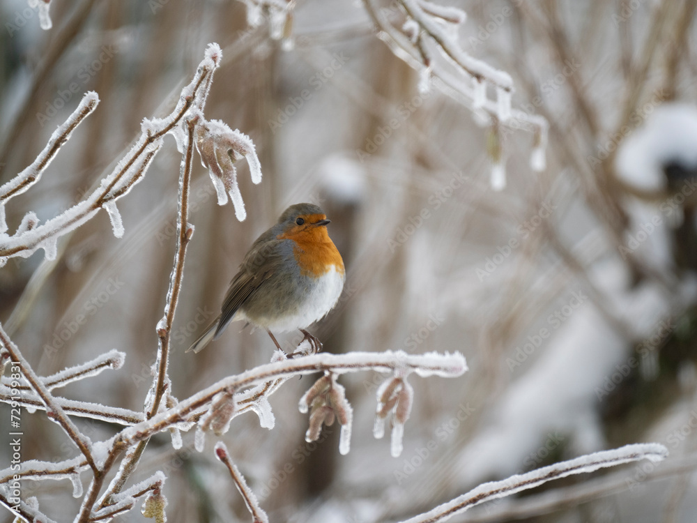 Fototapeta premium Rotkehlchen&nbsp;(Erithacus rubecula) 