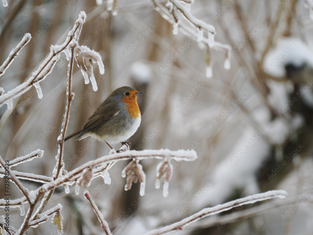 Rotkehlchen (Erithacus rubecula) Rotkehlchen (Erithacus rubecula)