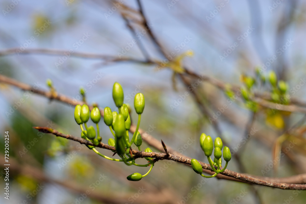 bright yellow ochna integerrima flower,yellow hoa mai or ochna integerrima get bloom in the morning,Single Ochna integerrima blossom bright yellow ochna integerrima flower,yellow hoa mai or ochna integerrima get bloom in the morning,Single Ochna integerrima blossom