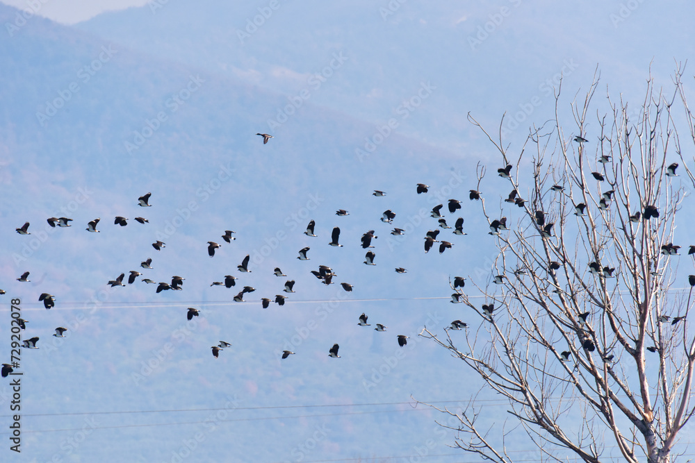 Uccelli in volo, Toscana Uccelli in volo, Toscana