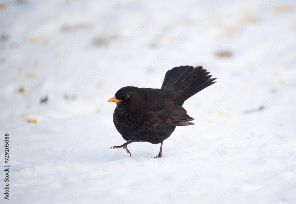 Obraz premium Amsel (Turdus merula)