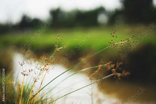 Chrysopogon aciculatus resting relaxing in flower garden. senior leisure lifestyle, I put dried Chrysopogon aciculatus in my room, Chrysopogon aciculatus grow naturally on open land, photo