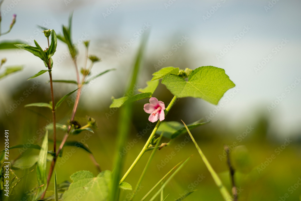 Convolvulaceae is a very familiar plant,Convolvulaceae adapts very well to the living environment in our country. Therefore,Convolvulaceae taking care of the Convolvulaceae is also simple. Convolvulaceae is a very familiar plant,Convolvulaceae adapts very well to the living environment in our country. Therefore,Convolvulaceae taking care of the Convolvulaceae is also simple.