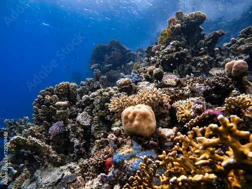 Underwater scene with exotic fishes and coral reef of the Red Sea 