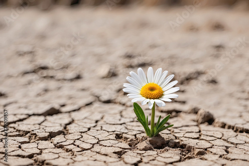 One chamomile flower on dry ground with cracks. Global warming. dry season. environmental threat, climate crisis, nature conservation concept. Save the Earth. © Oleksandr