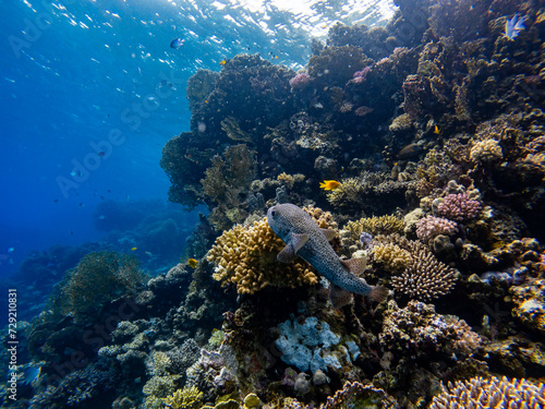Underwater scene with Chilomycterus reticulatus, spotfin burrfish, porcupinefish, exotic fishes and coral reef of the Red Sea
