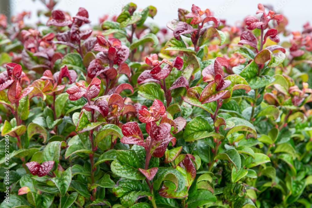Obraz premium Leucothoe curly red (Leucothoe axillaris 'Curly Red') switch ivy