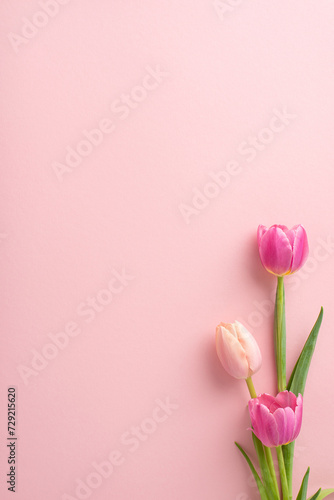 Fototapeta Naklejka Na Ścianę i Meble -  Blossoming into spring! Top-down vertical view of vibrant tulips on a cheerful, girlish pink background, leaving ample space for your joyful messages or promotions. Embrace the season's beauty