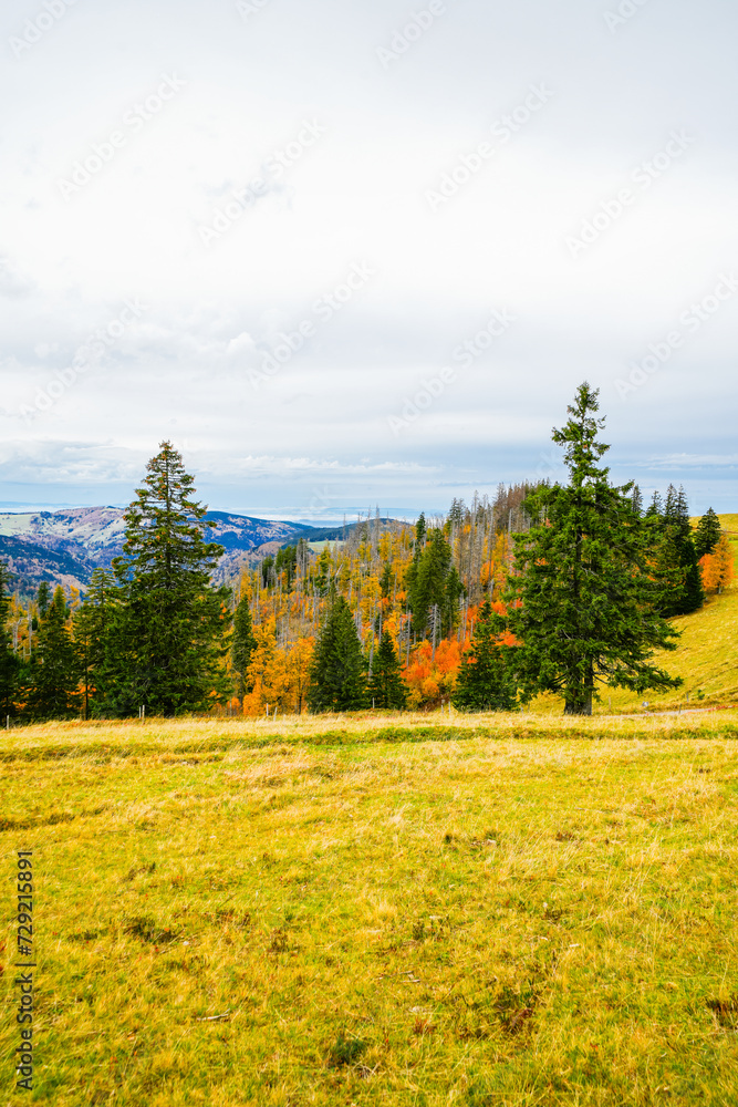Landscape in autumn at Feldberg in the Black Forest. Feldbergsteig hiking trail. Nature in the Breisgau-Hochschwarzwald district in Baden-Württemberg.
Landscape in autumn at Feldberg in the Black Forest. Feldbergsteig hiking trail. Nature in the Breisgau-Hochschwarzwald district in Baden-Württemberg.