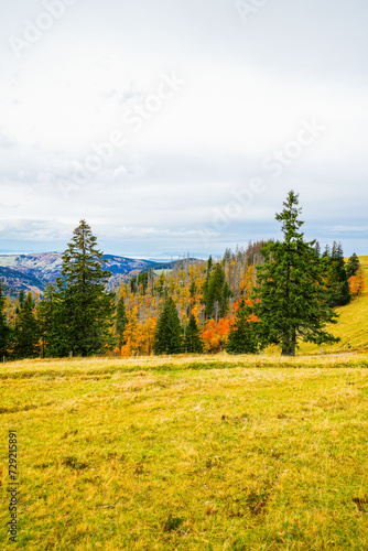 Landscape in autumn at Feldberg in the Black Forest. Feldbergsteig hiking trail. Nature in the Breisgau-Hochschwarzwald district in Baden-W  rttemberg. 