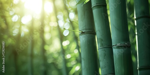 A close-up view of a bamboo tree with the sun shining in the background. This image captures the natural beauty of the bamboo tree and the warmth of the sunlight.