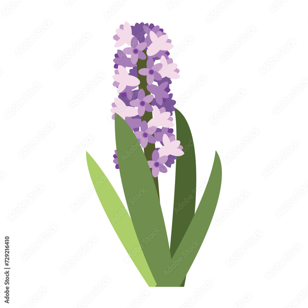 Obraz premium Vector purple hyacinth flowers with leaves isolated on white. Cartoon first spring flowers in line used for magazine, poster, web pages. 8 March. Women`s day.