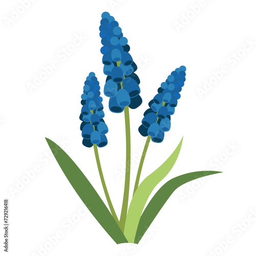 Vector blue muscari flowers with leaves isolated on white. Cartoon first spring flowers in line used for magazine, poster, web pages. 8 March. Women`s day.