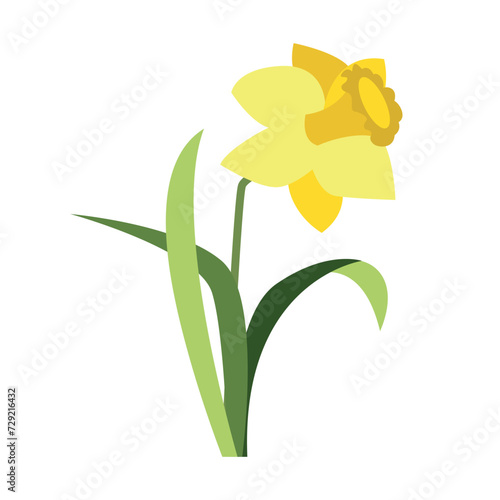 Vector yellow daffodil flowers with leaves isolated on white. Cartoon first spring flowers in line used for magazine, poster, web pages. 8 March. Women`s day.