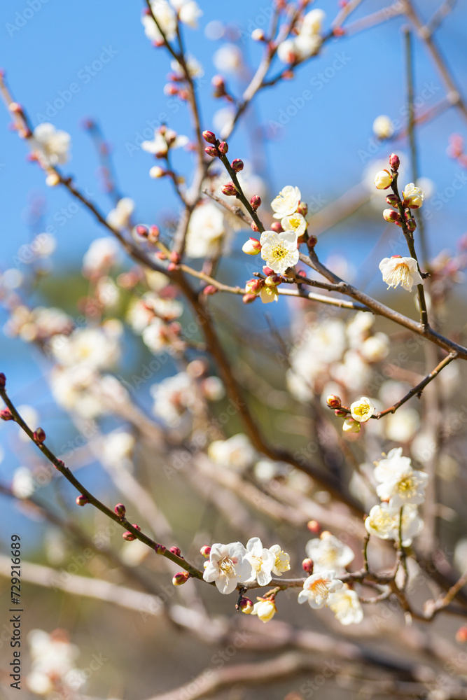 大倉山公園梅林　白梅