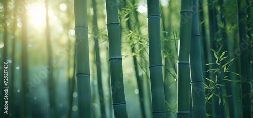A close up view of a bamboo tree with the sun shining in the background. This image can be used to depict nature  tranquility  or eco-friendly themes