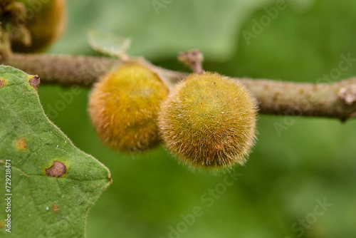 Фотография Close-up view of ripe Hairy-fruited eggplant on tree branch