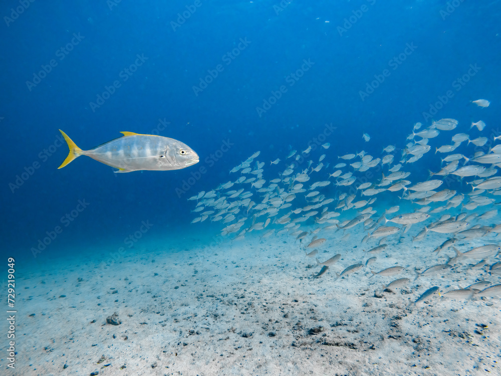 Blue Trevally hunts a school of Indian Mackerels Blue Trevally hunts a school of Indian Mackerels