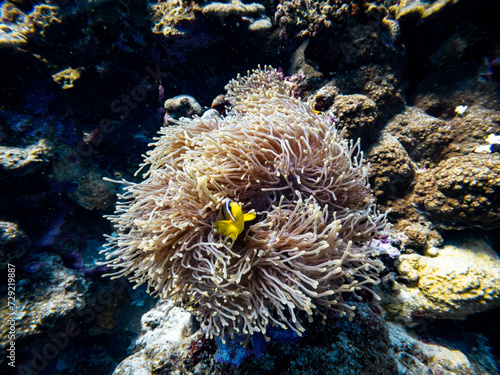 Underwater scene with orange clownfish (Amphiprion percula) in coral reef of the Red Sea 
