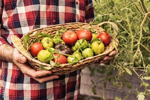 Fototapeta Naklejka Na Ścianę i Meble -  Gardening - gardener in a plaid shirt  holds a basket full of freshly picked, colorful tomatoes.