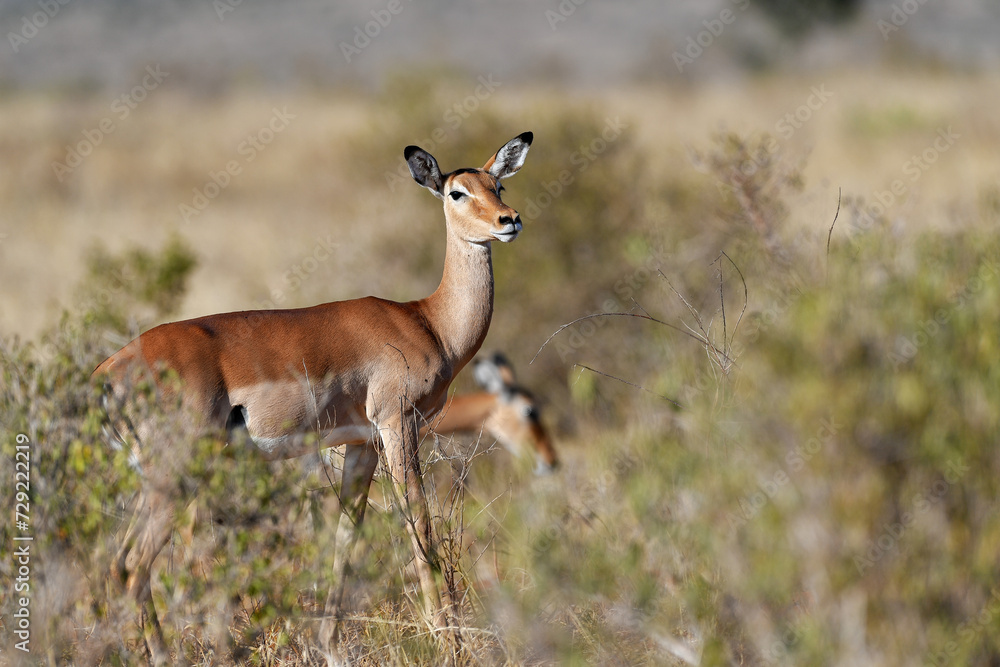 Antelope in the savannah of Africa Antelope in the savannah of Africa