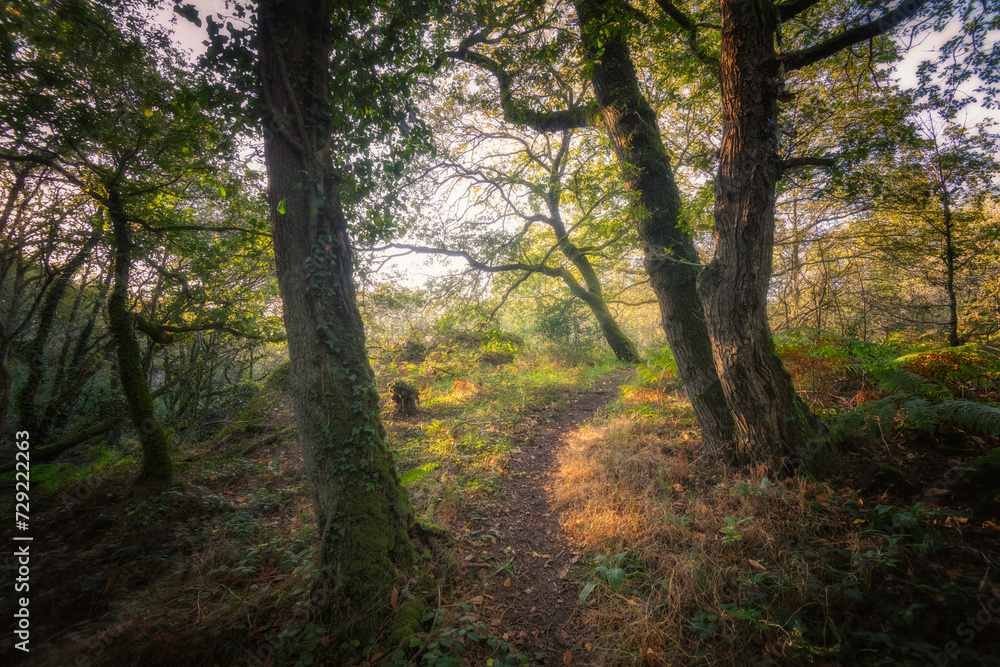Sentier en foret au milieu des arbres tortueux Sentier en foret au milieu des arbres tortueux