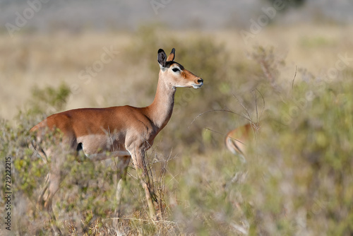 Antelope in the savannah of Africa