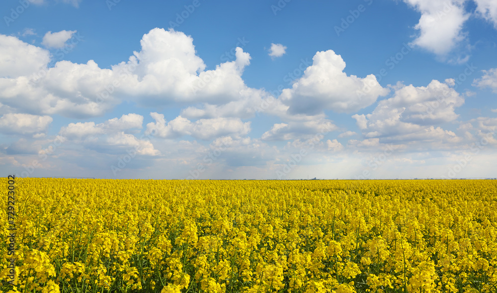 Beautiful yellow oil seed rape flowers in the field, countryside landscape rural scene, sunny with clouds in the sky